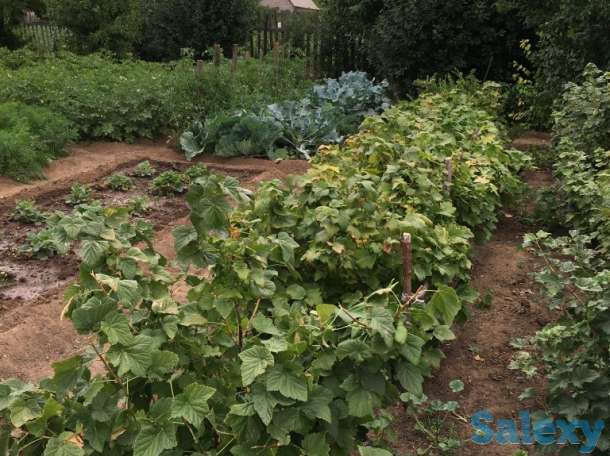 Продам дачу в обществе Союз, фотография 4