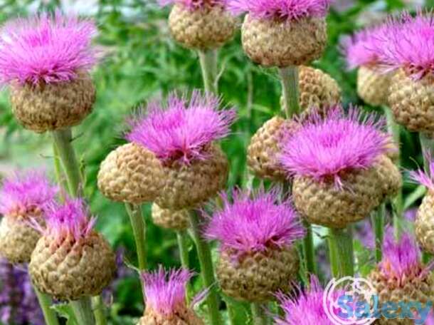 Василек Пульхра Мажор, фотография 1