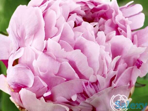 Пион сюзетт, фотография 1