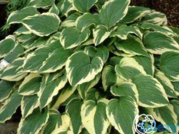 Хоста Моерхейм (M), фотография 1