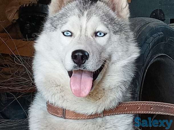Продам чистокровную хаски  2гола все вопросы по телефону, фотография 1