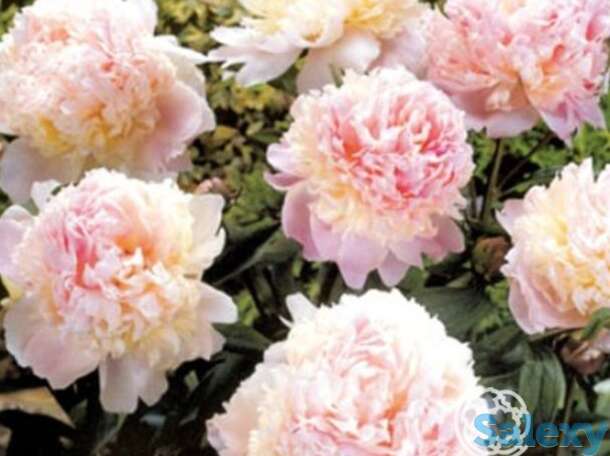 Пион лекарственный мутабилис плена, фотография 1