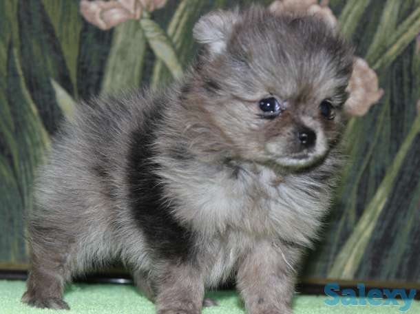 Продам девочек и мальчиков мерле, фотография 3