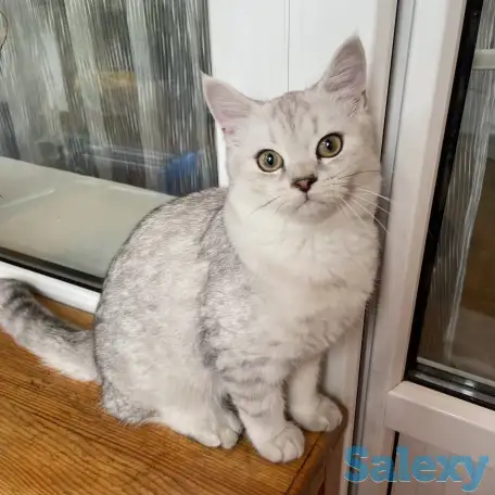 Продам кота, фотография 1