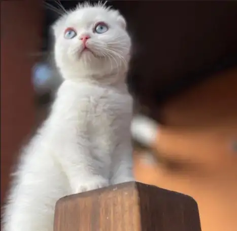 Девочка шотландская вислоухая в белом окрасе с голубыми глазами., фотография 2