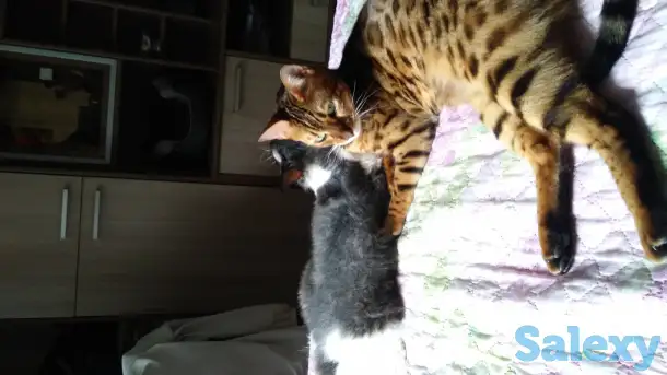 Продам кота, фотография 1