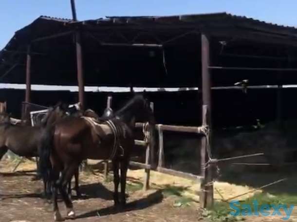 Ипподром КОКБАСТАУ, фотография 4