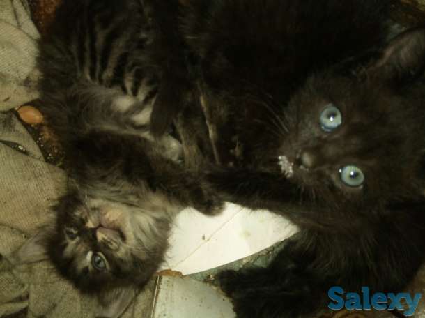 Котят в хорошие руки, фотография 2