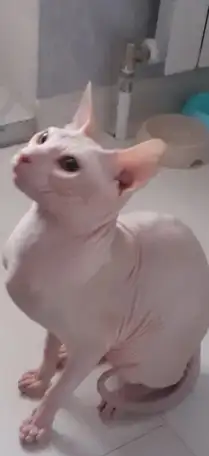 Сфинкс кота продаю, фотография 3