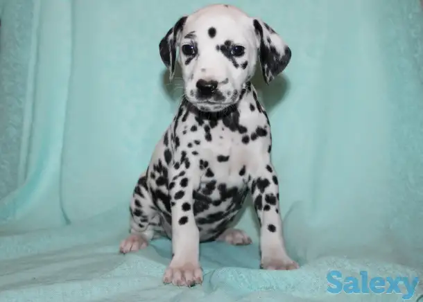 Далматин Далматинец щенки далматинов Далматины Алматы, фотография 1