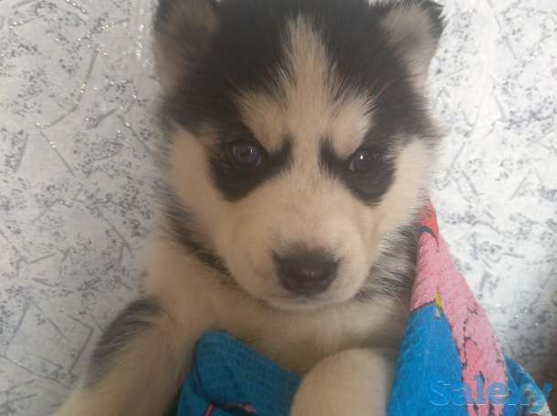 Продаю щенков сибирской хаски, фотография 4