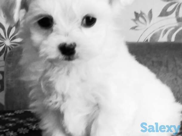 Щенки мальтезе, фотография 1