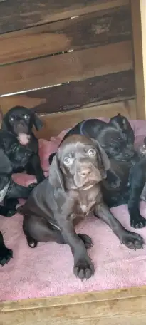 Курцхаар щенки продам, фотография 2