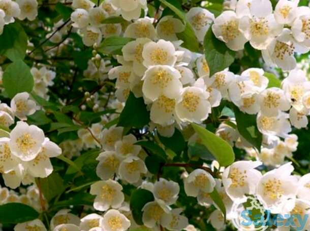 Чубушник венечный, фотография 1