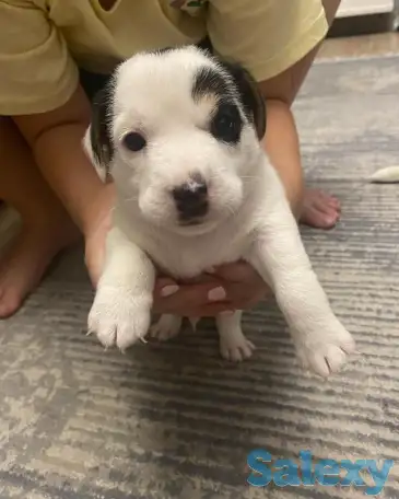 Продаются милые щенки ДжекРассел терьера, фотография 8