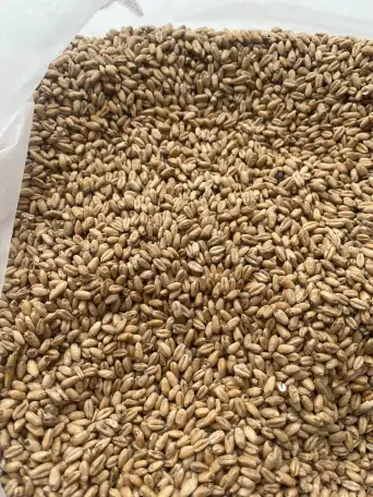 Пшеница 4 класс, фотография 1