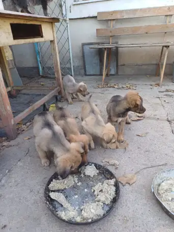 Продам щенков, фотография 3