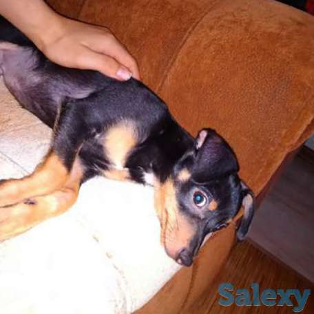 Продам, фотография 1