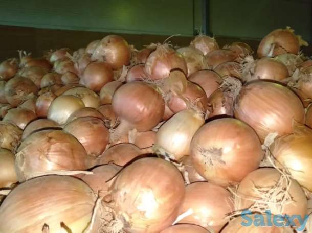 Продажа репчатого лука в больших объемах, урожай 2019 года, сортов «бурса- F1» и «братко F1», фотография 10