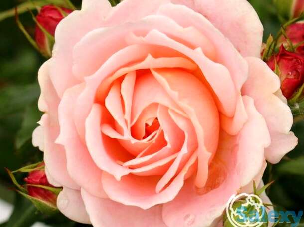 Роза кремоза, топалович, фотография 1