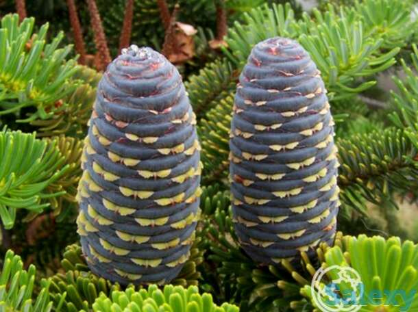 Пихта корейская, фотография 1