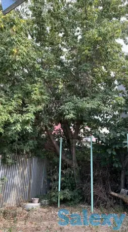 Спил деревьев по городу Алматы и Алматинской области, фотография 7