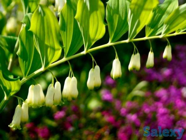 Цветы Купена - императорский колокольчик., фотография 2