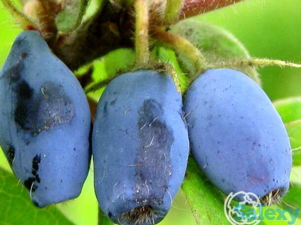 Жимолость Виола, фотография 1