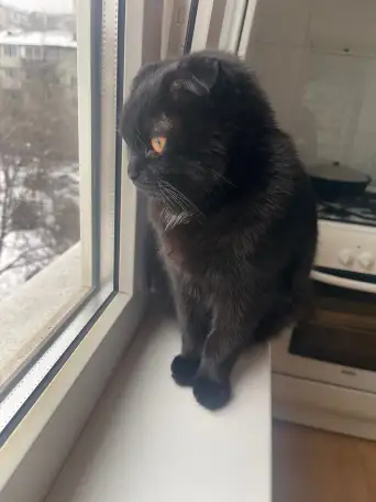 Отдам котенка в хорошие руки, фотография 1