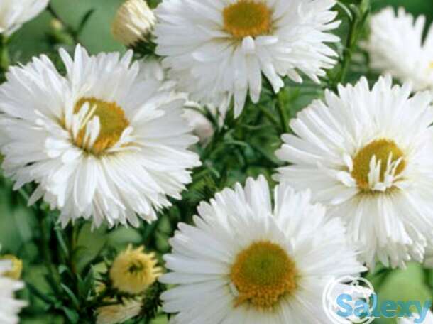 Астра новобельгийская Вайт Ледиз, фотография 1