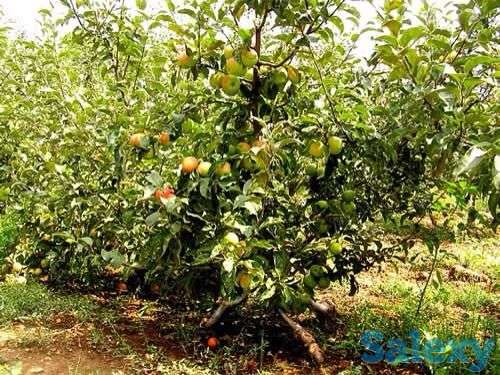 Участок поселок бесагаш 6 соток  (дачный массив монтажник)  срочно торг, фотография 1