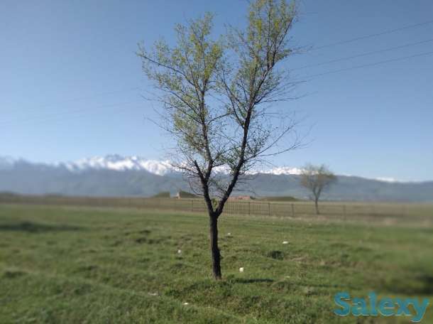 Дача в аренду.  Иссык., фотография 4