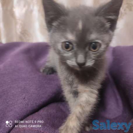 Отдам кошечку в заботливые руки, фотография 2