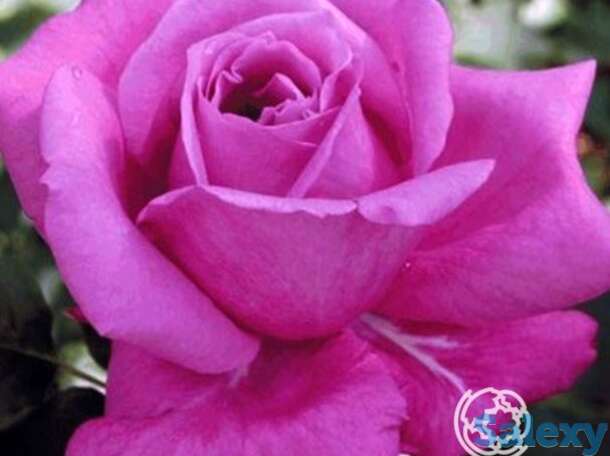 Роза виолет парфюм/мелоди парфюм чайно-гибридная, топалович, фотография 1