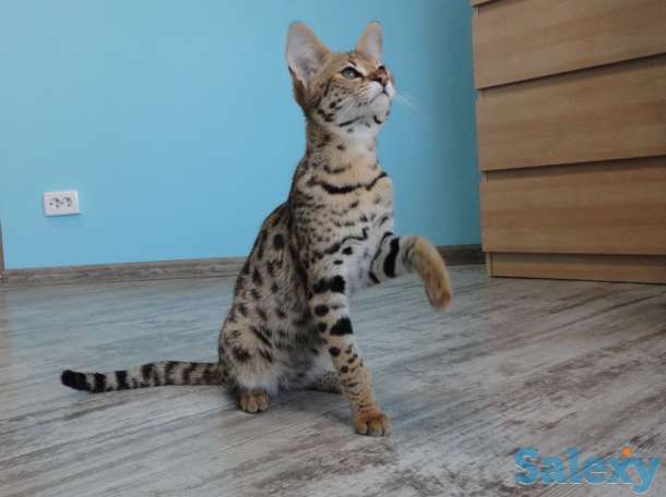 Саванна Ф1, Саванна, Savannah f1, фотография 4