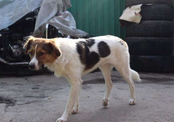 Гром ищет заботливых хозяев и дом, фотография 3