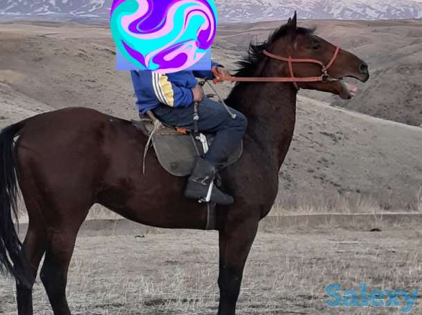 Продам лошадь, фотография 1