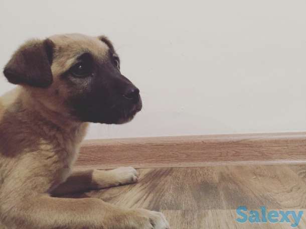 Отдам щенка в хорошие руки!, фотография 1