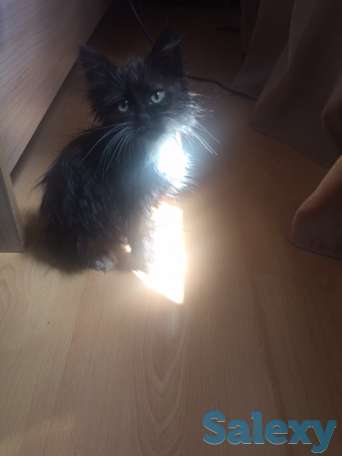 Котенок ищет дом, фотография 1