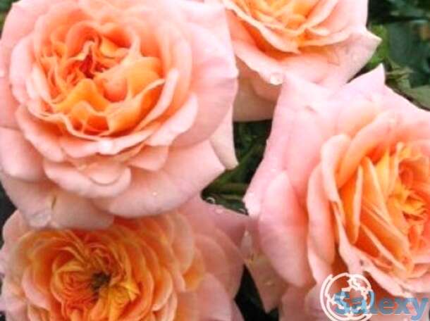 Роза концерто 94 кустарниковая, топалович, фотография 1