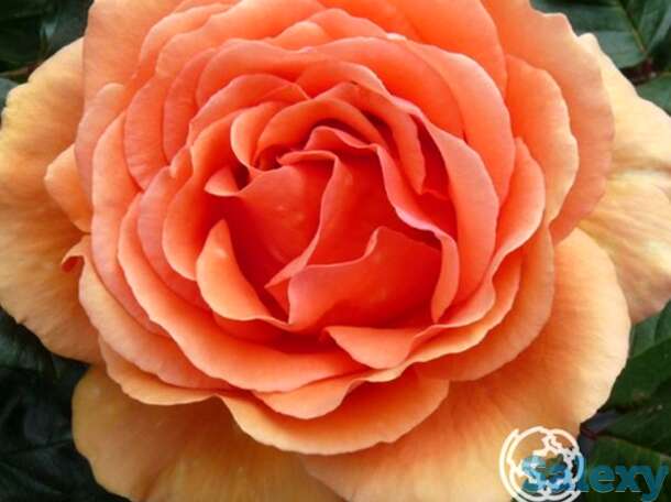 Роза ашрам чайно-гибридная, тантау, фотография 1