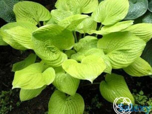 Хоста Банана Кид (M), фотография 1