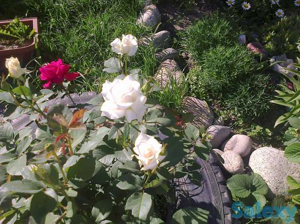 продаю дом с участков в центре города, микр достык  ул садвокасова 198, фотография 4