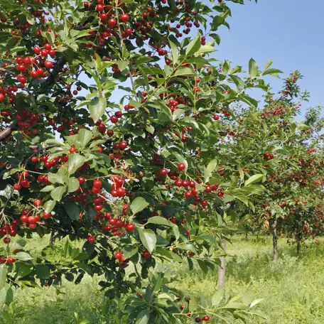 продаю лилию Марлен, кипрей, многолетние цветы, малину, вишню, сливу и др., фотография 7