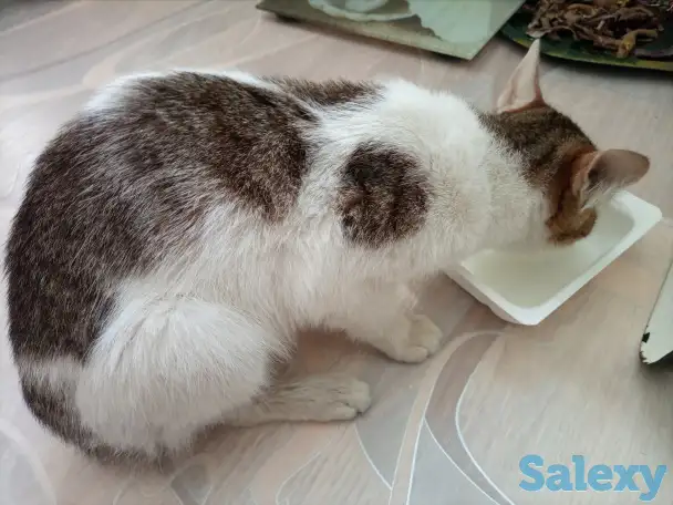 Сегодня мне повезло. Помогите еще раз, фотография 3