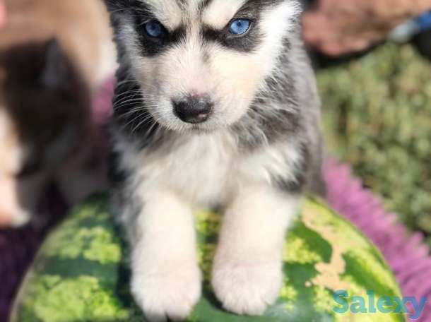 Сибирские Хаски, фотография 1