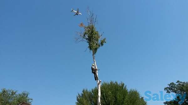 Спил деревьев. Евгений верхолаз (арборист), спецтехника. Обрезка, кронировка., фотография 5
