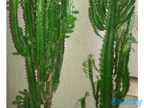 Комнатные цветы, фотография 1