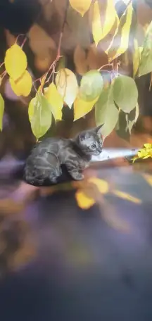 Бенгальские котята от привозных родителей, фотография 4