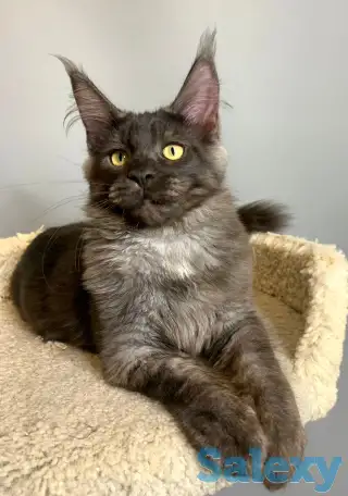 Мальчик мейнкун, фотография 5